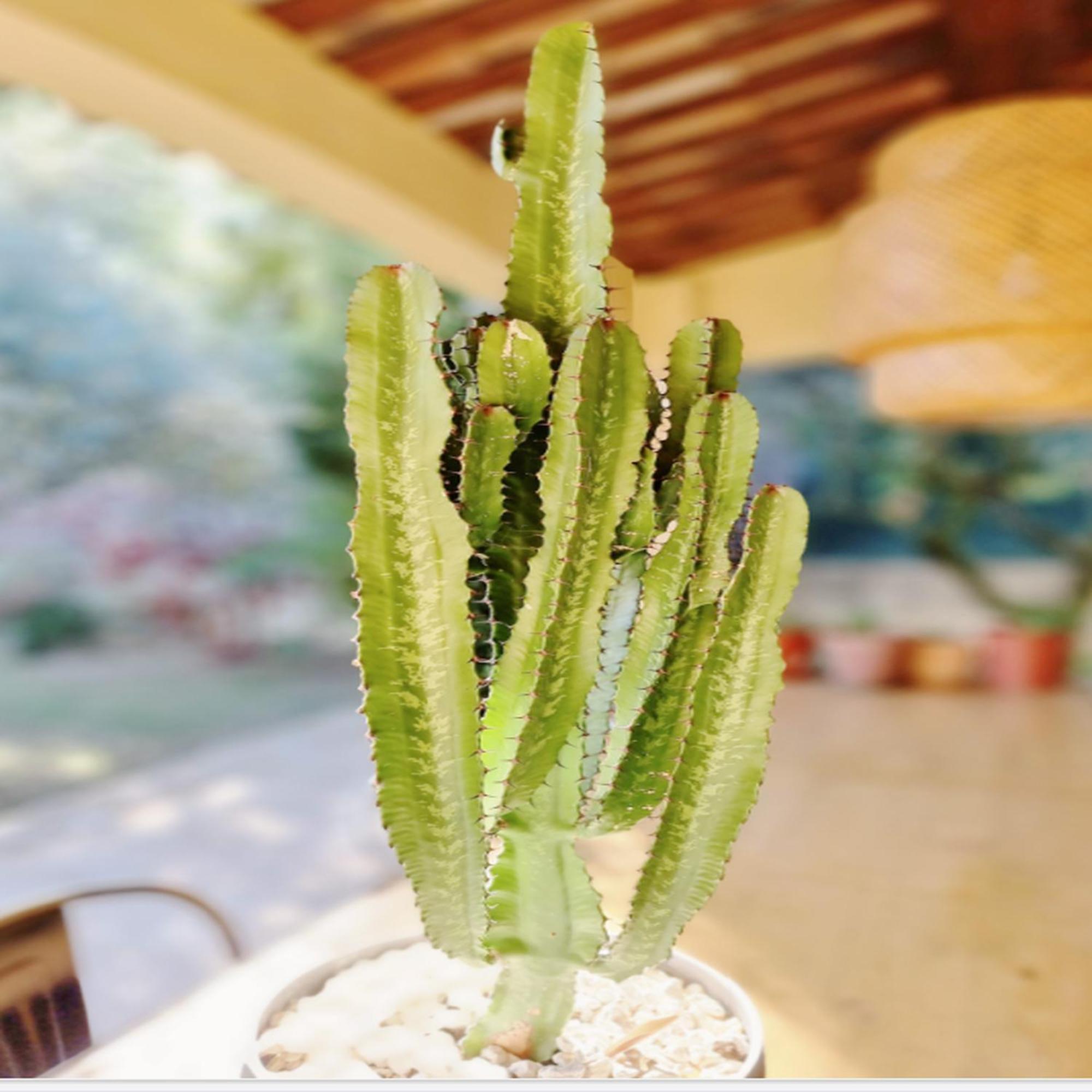 Villa Oasis En Provence Luberon Pierrevert Экстерьер фото